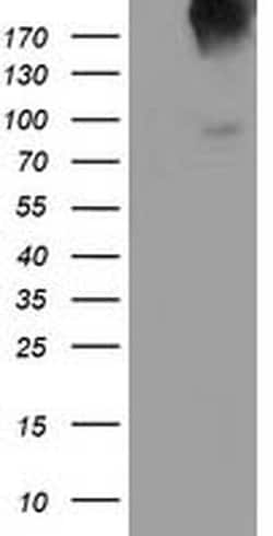 LGR5 Monoclonal Antibody (OTI8C9), TrueMAB , OriGene 100 &mu;L; Unconjugated:Antibodies,
