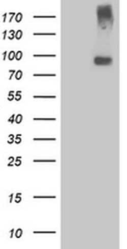LGR5 Monoclonal Antibody (OTI3E11), TrueMAB , OriGene 100 &mu;L; Unconjugated:Antibodies,
