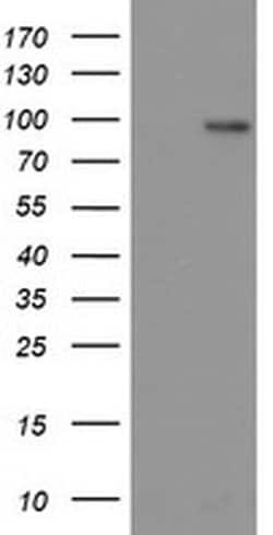 LGR5 Monoclonal Antibody (OTI14E1), TrueMAB , OriGene 100 &mu;L; Unconjugated:Antibodies,