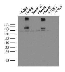 LGR5 Mouse anti-Human, Clone: UMAB211, lyophilized, UltraMAB 100 &mu;g;