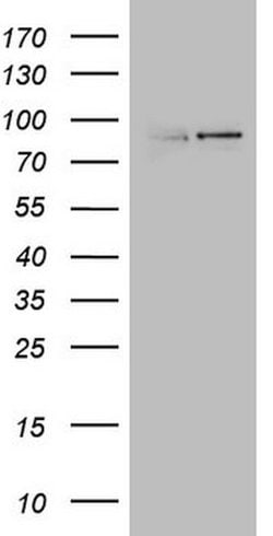 LGR5 Mouse anti-Human, Clone: UMAB211, lyophilized, UltraMAB 100 &mu;g;