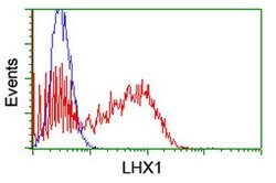 LHX1 Mouse anti-Human, Clone: OTI1A5, lyophilized, TrueMAB 100 &mu;g; Unconjugated:Antibodies,