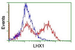 LHX1 Mouse anti-Human, Clone: OTI2D3, liquid, TrueMAB 100 &mu;L; Unconjugated:Antibodies,