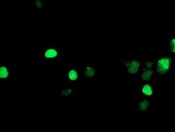 LHX1 Monoclonal Antibody (OTI2B4), TrueMAB , OriGene 100 &mu;L; Unconjugated:Antibodies,