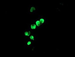 LHX1 Mouse anti-Human, Clone: OTI3A9, lyophilized, TrueMAB 100 &mu;g; Unconjugated:Antibodies,