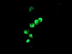 LHX1 Monoclonal Antibody (OTI3A9), TrueMAB , OriGene 30 &mu;L; Unconjugated:Antibodies,