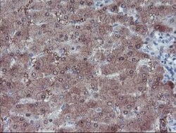 LHX1 Monoclonal Antibody (OTI2B4), TrueMAB , OriGene 100 &mu;L; Unconjugated:Antibodies,