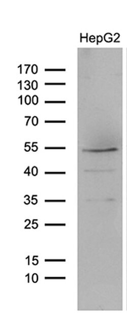 LHX4 Monoclonal Antibody (OTI4E11), TrueMAB , OriGene:Antibodies:Primary