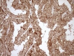 LIMA1 Mouse anti-Human, Clone: OTI1A3, lyophilized, TrueMAB 100 &mu;g;