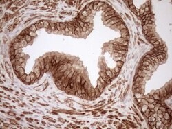 LIMA1 Mouse anti-Human, Clone: OTI1A3, TrueMAB , Origene 30 &mu;L; Unconjugated:Antibodies,