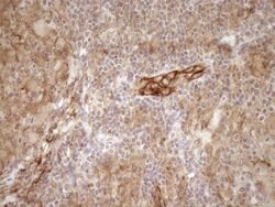 LIMA1 Mouse anti-Human, Clone: OTI1A3, TrueMAB , Origene 30 &mu;L; Unconjugated:Antibodies,