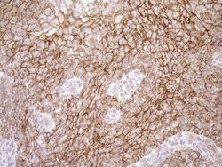 LIMA1 Mouse anti-Human, Clone: OTI1A3, TrueMAB , Origene 30 &mu;L; Unconjugated:Antibodies,