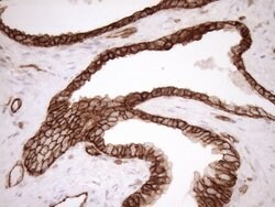 LIMA1 Monoclonal Antibody (OTI7H5), TrueMAB , OriGene 100 &mu;L; Unconjugated:Antibodies,
