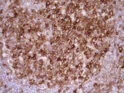 LIMA1 Monoclonal Antibody (OTI7H5), TrueMAB , OriGene 100 &mu;L; Unconjugated:Antibodies,