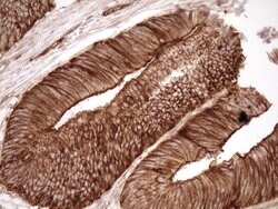 LIMA1 Monoclonal Antibody (OTI7H5), TrueMAB , OriGene 100 &mu;L; Unconjugated:Antibodies,