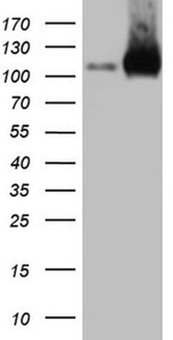 LIMA1 Mouse anti-Human, Clone: OTI1A3, TrueMAB , Origene 30 &mu;L; Unconjugated:Antibodies,