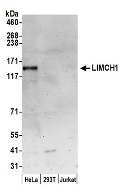 LIMCH1 Polyclonal Antibody, Bethyl Laboratories 20 &mu;L; Unconjugated:Antibodies,