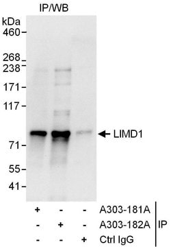 LIMD1 Rabbit anti-Human, Polyclonal, Bethyl Laboratories 100 &mu;L; Unconjugated:Antibodies,