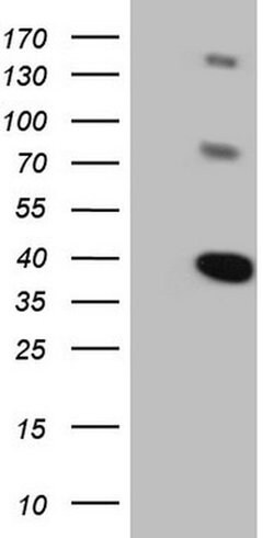 LIME1 Monoclonal Antibody (OTI3B10), TrueMAB , OriGene 100 &mu;L; Unconjugated:Antibodies,