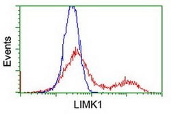 LIMK1 Monoclonal Antibody (OTI8B2), TrueMAB , OriGene:Antibodies:Primary
