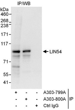 LIN54 Rabbit anti-Human, Polyclonal, Bethyl Laboratories 100 &mu;L; Unconjugated:Antibodies,