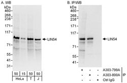 LIN54 Rabbit anti-Human, Polyclonal, Bethyl Laboratories 100 &mu;L; Unconjugated:Antibodies,