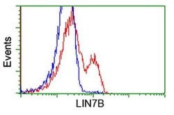 LIN7B Monoclonal Antibody (OTI1E3), TrueMAB , OriGene 100 &mu;L; Unconjugated:Antibodies,