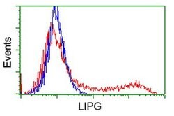 LIPG Monoclonal Antibody (OTI6B9), TrueMAB , OriGene:Antibodies:Primary