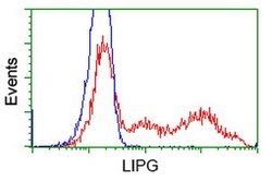 LIPG Mouse anti-Human, Clone: OTI1B8, lyophilized, TrueMAB 100 &mu;g; Unconjugated:Antibodies,