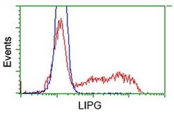 LIPG Monoclonal Antibody (OTI6E11), TrueMAB , OriGene 100 &mu;L; Unconjugated:Antibodies,