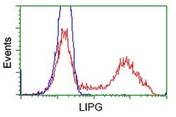 LIPG Mouse anti-Human, Clone: OTI4C3, lyophilized, TrueMAB 100 &mu;g; Unconjugated:Antibodies,