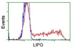 LIPG Mouse anti-Human, Clone: OTI8F8, lyophilized, TrueMAB 100 &mu;g; Unconjugated:Antibodies,