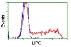 LIPG Monoclonal Antibody (OTI8F8), TrueMAB , OriGene 100 &mu;L; Unconjugated:Antibodies,
