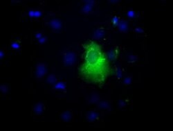 LIPG Mouse anti-Human, Clone: OTI8F8, lyophilized, TrueMAB 100 &mu;g; Unconjugated:Antibodies,