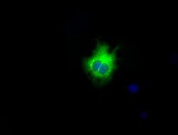 LIPG Mouse anti-Human, Clone: OTI6B11, lyophilized, TrueMAB 100 &mu;g;