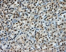 LIPG Monoclonal Antibody (OTI3G7), TrueMAB , OriGene 100 &mu;L; Unconjugated:Antibodies,