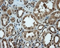 LIPG Monoclonal Antibody (OTI3G7), TrueMAB , OriGene 100 &mu;L; Unconjugated:Antibodies,