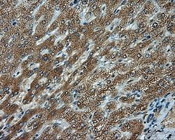 LIPG Monoclonal Antibody (OTI3G7), TrueMAB , OriGene 100 &mu;L; Unconjugated:Antibodies,