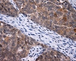 LIPG Monoclonal Antibody (OTI2D5), TrueMAB , OriGene:Antibodies:Primary