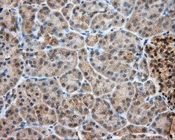 LIPG Mouse anti-Human, Clone: OTI5C3, lyophilized, TrueMAB 100 &mu;g; Unconjugated:Antibodies,