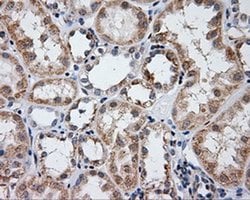 LIPG Monoclonal Antibody (OTI3C7), TrueMAB , OriGene 100 &mu;L; Unconjugated:Antibodies,