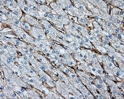 LIPG Mouse anti-Human, Clone: OTI4C3, lyophilized, TrueMAB 100 &mu;g; Unconjugated:Antibodies,