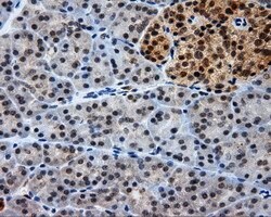 LIPG Monoclonal Antibody (OTI7C2), TrueMAB , OriGene 30 &mu;L; Unconjugated:Antibodies,