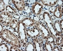 LIPG Mouse anti-Human, Clone: OTI8F8, lyophilized, TrueMAB 100 &mu;g; Unconjugated:Antibodies,