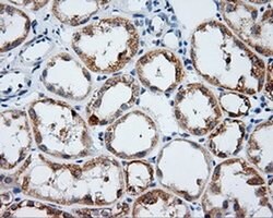 LIPG Monoclonal Antibody (OTI3C4), TrueMAB , OriGene 100 &mu;L; Unconjugated:Antibodies,