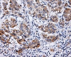 LIPG Monoclonal Antibody (OTI3C4), TrueMAB , OriGene 100 &mu;L; Unconjugated:Antibodies,