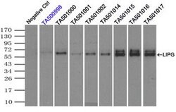 LIPG Monoclonal Antibody (OTI9C5), TrueMAB , OriGene 100 &mu;L; Unconjugated:Antibodies,