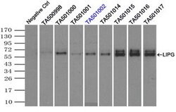 LIPG Mouse anti-Human, Clone: OTI1B8, lyophilized, TrueMAB 100 &mu;g; Unconjugated:Antibodies,