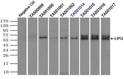 LIPG Monoclonal Antibody (OTI2D5), TrueMAB , OriGene:Antibodies:Primary