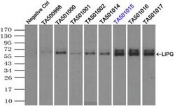 LIPG Mouse anti-Human, Clone: OTI5C3, lyophilized, TrueMAB 100 &mu;g; Unconjugated:Antibodies,